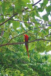 Costa Rica Macaw