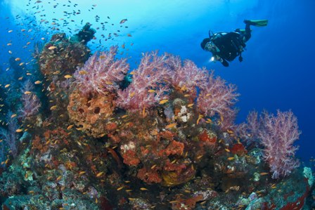 Andaman Diver