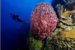 Caicos Wall, Rodger Klein