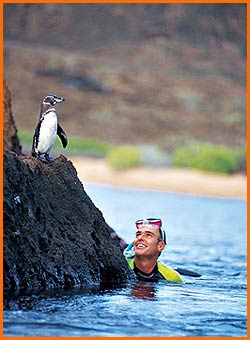 scuba diving new years at galapagos